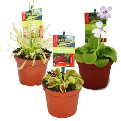 Produktbild von Starter-Set für fleischfressende Pflanzen – 3 Pflanzen
