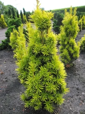 Produktbild von Taxus baccata fastigiata aureomarginata - gelbe Säuleneibe - 40-50