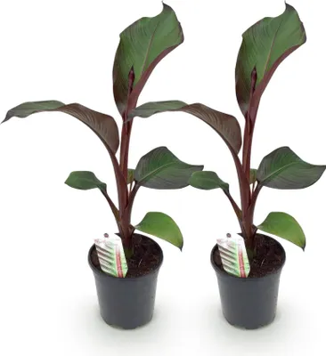 Immagine prodotto di Pianta di banana Ensete ventricosum Maurelli – 2 piante – Resistente al freddo – Pianta da frutto – Ø 17 cm, altezza circa 40 cm