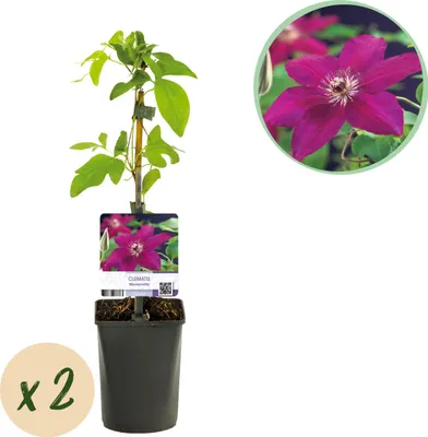 Produktbild von GreenboutiQ - Popínavá rastlina - Clematis Westerplatte - Kvet červený - Jednoduchá starostlivosť - 2 rastliny - Kvetináč 11cm Výška 40cm