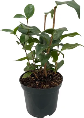 Produktbild von Kamelie - Camellia japonica Tricolour - Strauch - Blüte Rosa, Weiß und Rot - Immergrün - Topf 15cm Höhe 30cm