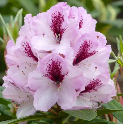 Immagine prodotto di INKARHO Rododendro a fiore grande Rhododendron Herbstfreude 30 - 40 cm