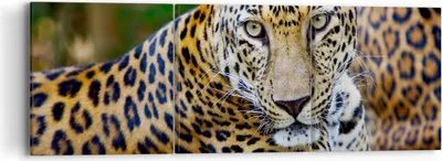 Produktbild von Bild auf Leinwand - Leinwandbild - Leopardpanther Katze Tier Savanne - 90x30cm - Wand Bild - Wanddeko - Leinwanddruck - Bilder - Kunstdruck - Leinwand bilder - Wandkunst - CA90x30-0402