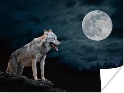 Produktbild von MuchoWow® Poster Wolf - Mond - Nacht - Tiere - Porträt 120x90 cm - Wandbild