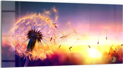 Produktbild von DEQORI Glasbild Echtglas 100x50 cm 'Pusteblume im Abendlicht' Wandbild Bild modern Deko