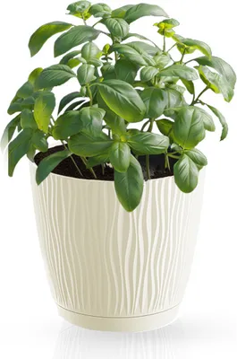 Produktbild von Blumentopf Sandy mit Schale creme 10,8 cm