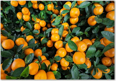 Produktbild von Tulup® Glas-Bild - 100 x 70 - Wandbild aus Glas - Wandkunst - Wandbild hinter gehärtetem Sicherheitsglas - Essen & Getränke - Mandarinen - Orange