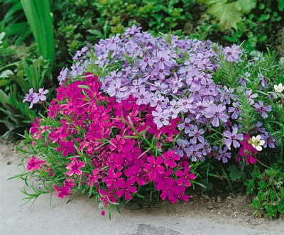Produktbild von Phlox subulata 'Atropurpurea', Teppichphlox, purpurrot, ca. 9x9 cm Topf
