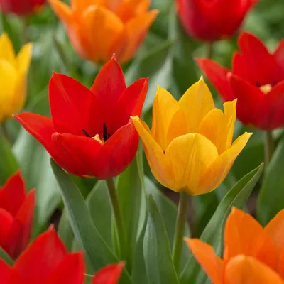 Produktbild von Green boutiQ - 25x Tulipa Praestans Mix - Prächtigen-Tulpe-Mischung - Diverses - Frühlingsblüher - Zwiebelgröße 8/9