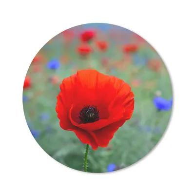 Produktbild von MuchoWow® Mauspad Mousepad Lila und rote Mohnblumen auf einer Wiese 20x20 cm - Mousepads - Maus Mat - Pad - Mausunterlage - Schreibtischmatte