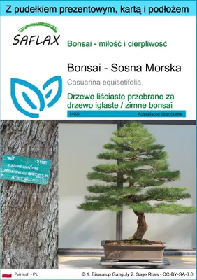 Zdjęcie produktu dla SAFLAX - Zestaw prezentowy - Bonsai - Sosna Morska - 200 Nasiona - Z pudełkiem upominkowym, etykietą wysyłkową, kartą podarunkową i podłożem uprawowym - Casuarina equisetifolia