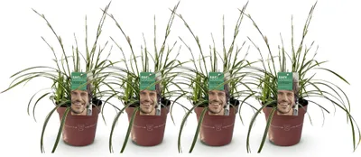 Produktbild von GreenboutiQ - Ziergräser - Carex morrowii Ice Dance - Weiß & Grün - 4 Pflanzen - Immergrün - Wenig Pflege - Topf 17cm Höhe 50cm