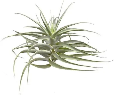Produktbild von Tillandsia cacticola - Luftpflanze ohne Erde, 20 cm
