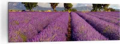 Produktbild von Bild auf Leinwand - Leinwandbild - Landschaft Wiese Pflanzen - 160x50cm - Wand Bild - Wanddeko - Leinwanddruck - Bilder - Kunstdruck - Wanddekoration - Leinwand bilder - Wandkunst - AB160x50-0128