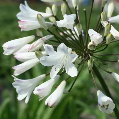Immagine prodotto di 6 x Giglio ornamentale bianco - Agapanthus africanus 'Albidus' | Vaso 9cm x 9cm