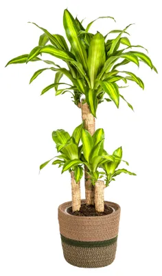 Produktbild von Dracaena Fragrans Massangeana - Drachenbaum - mit Korb Ø21cm - Höhe 90 - 110cm