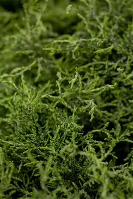 Produktbild von Chamaecyparis lawsoniana 'Lycopodioides', Scheinzypresse, 30–40 cm