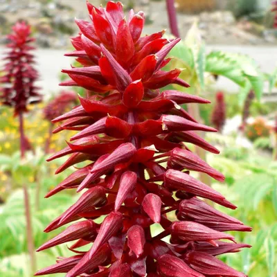 Zdjęcie produktu dla Melianthus major – 10 nasion