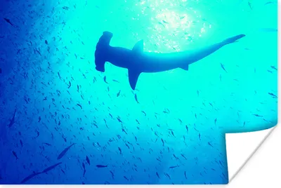 Produktbild von MuchoWow® Poster Hammerhai (Sphyrna mokarran) zwischen Fischen 180x120 cm - Fotoplakat