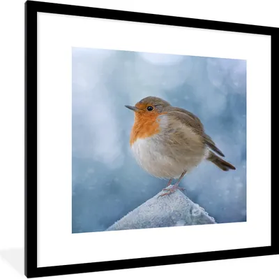 Produktbild von MuchoWow® Gerahmtes Poster Rotkehlchen - Winter - Blau 40x40 cm - Poster mit Schwarzem Bilderrahmen Wandposter Rahmen Foto Bilder - Poster - Plakat im Rahmen