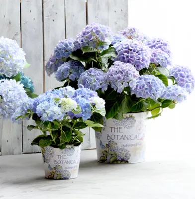 Produktbild von Romantischer Übertopf für Blumen mit Hortensienmotiv aus Kunststoff
