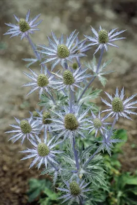 Produktbild von Eryngium planum, Flachblatt-Mannstreu, stahlblau, ca. 9x9 cm Topf
