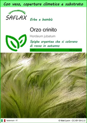 Immagine prodotto di SAFLAX Garden to go - Orzo crinito - 70 semi - Hordeum