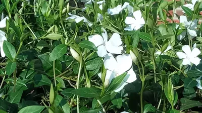 Produktbild von 200 Stück, Topf 9cm, Bodendecker Vinca minor Alba