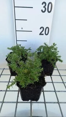 Produktbild von 6 x  Phlox (d) 'Lilac Cloud' - Flammenblume - Topf 9 x 9 cm