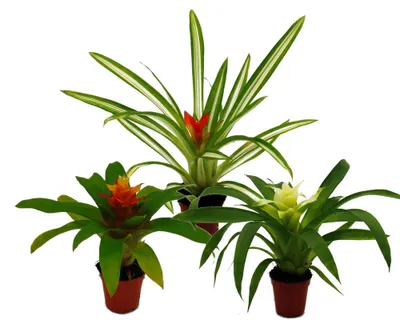 Obrázek produktu pro Mini Guzmania Trio - sada 3 barevných bromélií ve 3 barvách - 5,5cm květináč