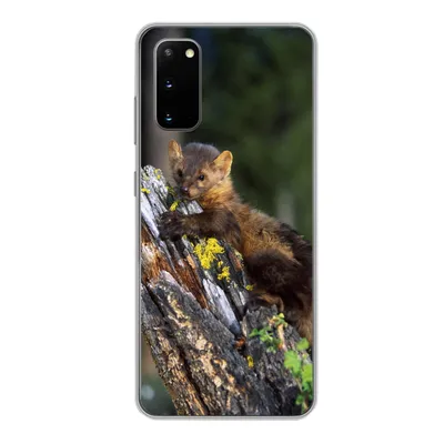 Produktbild von MuchoWow® Handyhülle Schutzhülle Hülle für Samsung Galaxy S20 Marder - Baum - Wald Silikon Softcase Handy Hülle - Bild