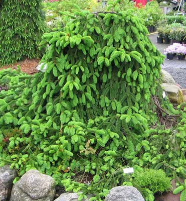 Produktbild von Trauer-Hängefichte ´INVERSA´ 30-40 cm, Cont. 5 l