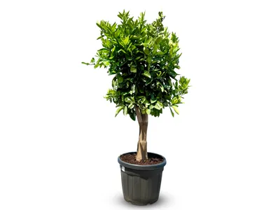 Produktbild von Sunny Tree - Orangenbaum - große 160 Zentimeter - Citrus Sinensis - Obstbaum - Sonnige Standorte - Fruchtbildend - 20-jähriger Orangenbaum