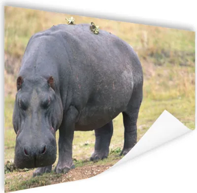 Produktbild von MuchoWow® Poster Nilpferd - Gras 180x120 cm - Fotoplakat
