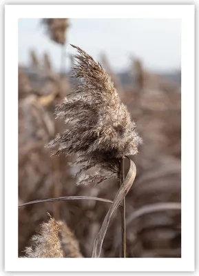 Produktbild von Poster - Poster ohne Rahmen - Boho Ähren Gras - 50x70 cm - Wand Bild - Wanddeko - Wandbilder - Kunstposter - Wandposter - Bilder - Kunstdruck - Wanddekoration - Wandbild - P2XPA50x70-4763
