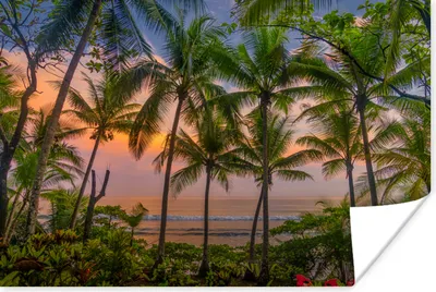 Produktbild von MuchoWow® Poster Schöner Himmel und Palmen im Corcovado-Nationalpark 90x60 cm - Schlafzimmer