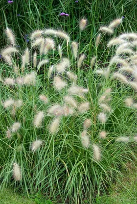 Produktbild von Pennisetum alopecuroides 'Herbstfreude', Lampenputzergras, 7,5-10 L Container