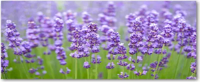 Produktbild von Tulup® Glas-Bild Wandbild aus Glas - 125x50 - Wandkunst - Wandbild hinter gehärtetem Sicherheitsglas - Dekorative Wand für Küche & Wohnzimmer  - Blumen & Pflanzen - Lavendel - Lila