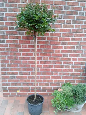 Produktbild von Acer campestre 'Nanum', Kugel- Feldahorn, Gesamthöhe 180-190 cm, Stammhöhe: 125 cm