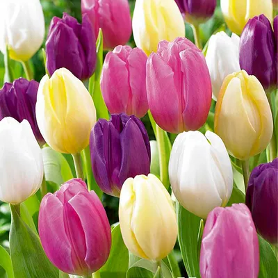 Produktbild von Bloomique - 20er-Mix - Tulipa-Regenbogen-Mix - Tulpenzwiebeln - Blumenzwiebeln - Frühlingsblüher - mehrjährige Pflanzen - wird bis zu 30-35 cm groß