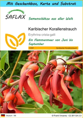 Produktbild von SAFLAX - Geschenk Set - Karibischer Korallenstrauch - 6 Samen - Mit Geschenk- / Versandbox, Versandaufkleber, Geschenkkarte und Anzuchtsubstrat - Erythrina crista galli