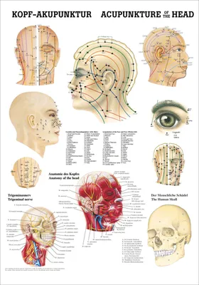 Immagine prodotto di Mini poster di anatomia dell'agopuntura della testa 34x24 cm, sussidi didattici medici