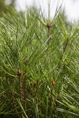 Produktbild von Pinus densiflora 'Jane Kluis', Japanische Rotkiefer, 25–30 cm