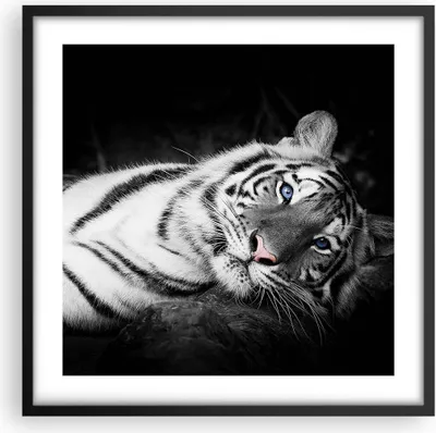Produktbild von Gerahmtes Poster - Schwarzer Rahmen - Weiß Tiger Schwarz und Weiß - 50x50 cm - Wand Bild - Wanddeko - Wandbilder - Wandposter - Bilderrahmen - Bilder - Kunstdruck - Wandbild - P2BAC50x50-4247