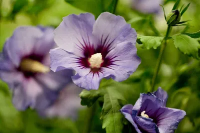Produktbild von Hibiscus syriacus 'Marina', Gartenhibiskus, blau, 60–80 cm