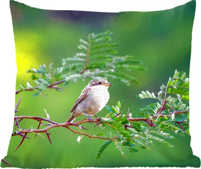 Produktbild von MuchoWow® Zierkissen Sofakissen Wohnzimmer Dekokissen 45x45 cm Vogel - Baum - Wald - Schlafpolster - Polster für das Sofa