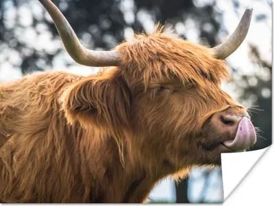 Produktbild von MuchoWow® Poster Schottischer Highlander - Nase - Baum 160x120 cm - Foto Plakat