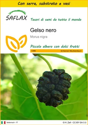 Immagine prodotto di SAFLAX Insieme di coltivazione - Gelso nero  - 200 semi - Morus