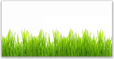 Produktbild von Glasbilder 140x70 Wandbild Druck auf Glas Gras Natur