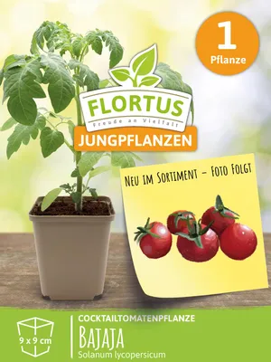Artikelbild 5 von 'Cocktailtomatenpflanze Bajaja' aus der Kategorie Tomatenpflanzen